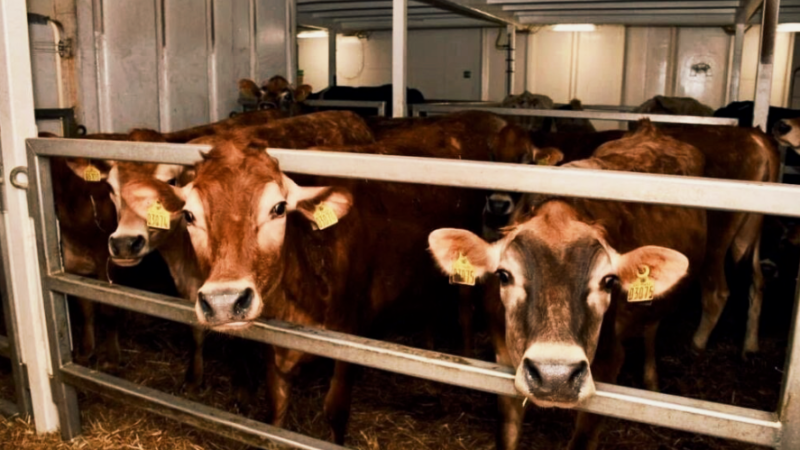 Sénégal : Un Pas de Géant vers l&rsquo;Autosuffisance Laitière avec l&rsquo;Importation de 1 307 Vaches