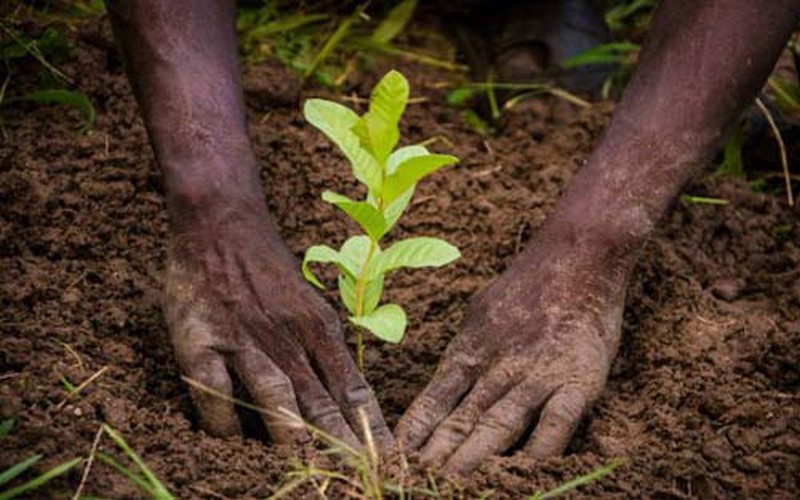 Vélingara lance une campagne de reboisement pour lutter contre la déforestation et le changement climatique
