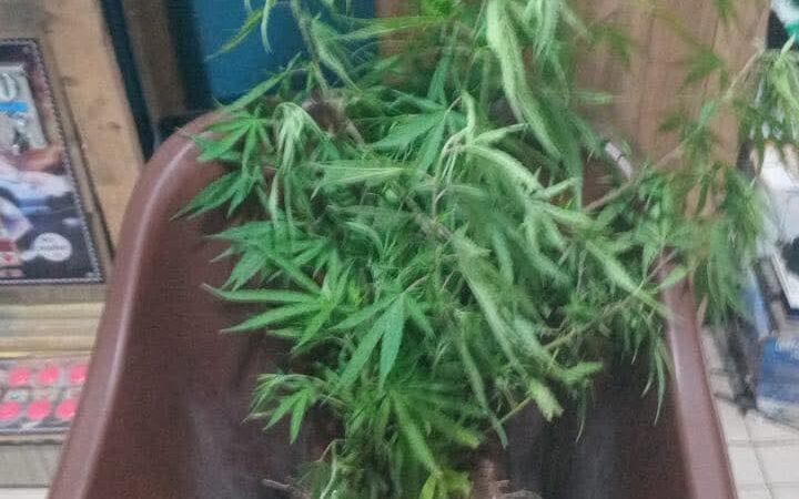 Grand-Thiès : un homme arrêté pour culture de chanvre dans son appartement