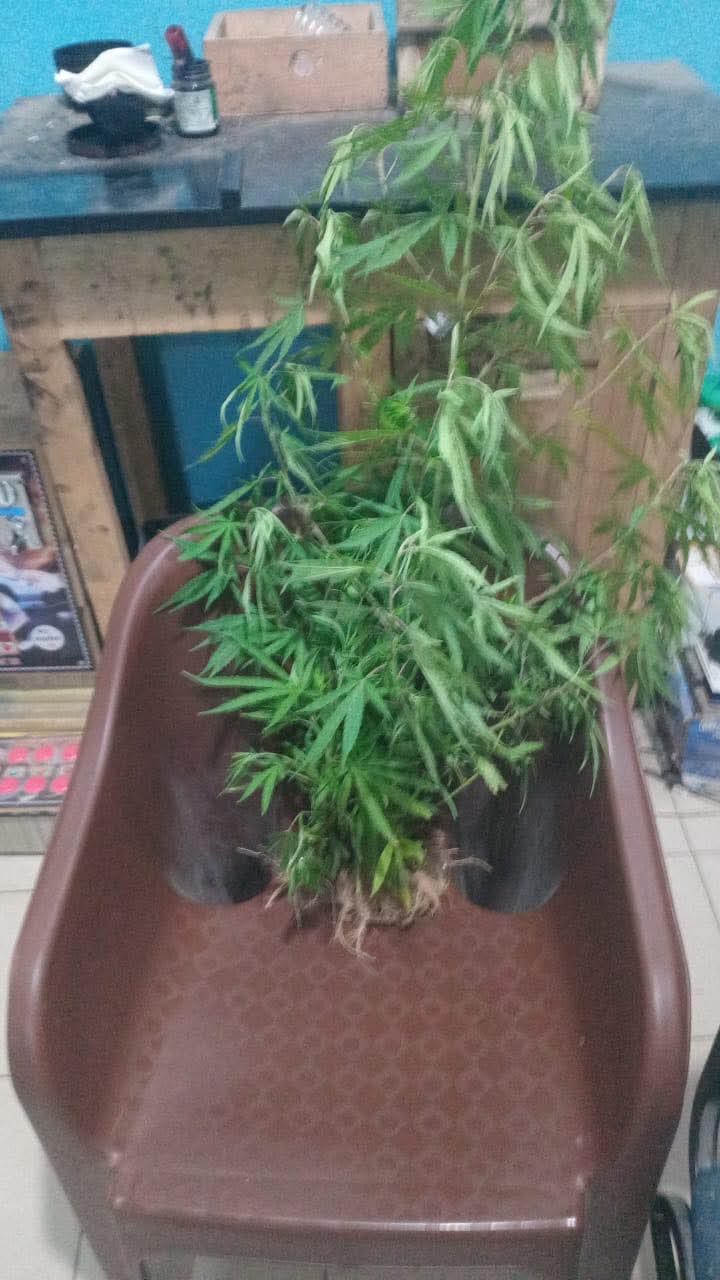 Grand-Thiès : un homme arrêté pour culture de chanvre dans son appartement